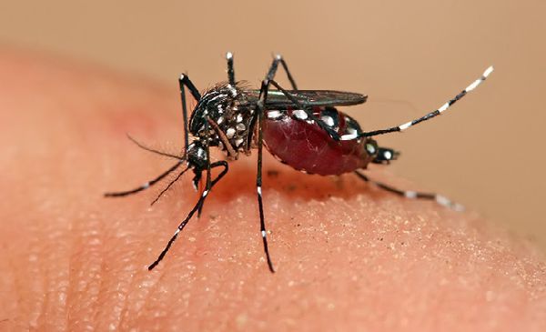 Los barrios mÃ¡s afectados por el dengue
