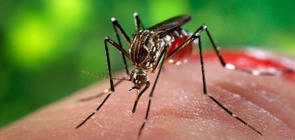 La ComisiÃ³n de Salud elevÃ³  recomendaciones sobre el dengue a la Junta Comunal 9
