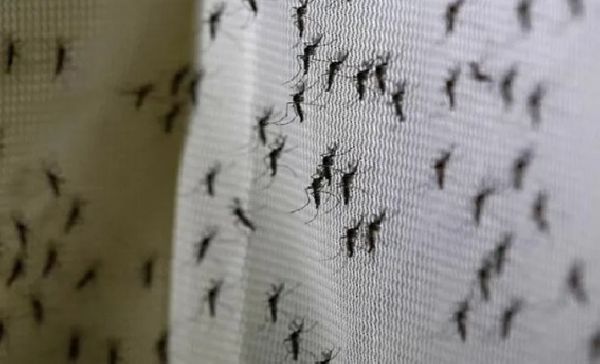 La invasión de mosquitos está relacionada al Cambio Climático