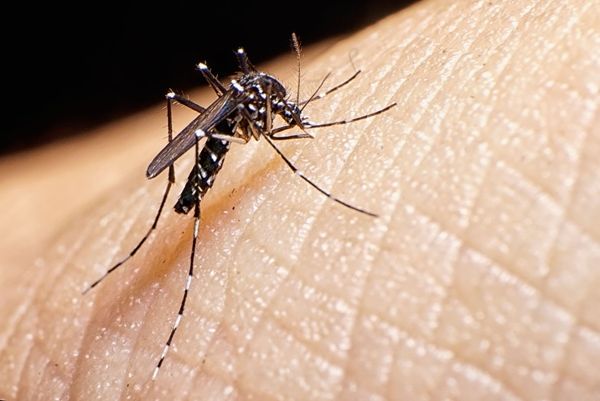 Comisión de Salud del Consejo Consultivo Comunal 9 “El Dengue se enfrenta en Comunidad”