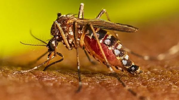 5 casos de dengue autóctono en la Ciudad de Buenos Aires