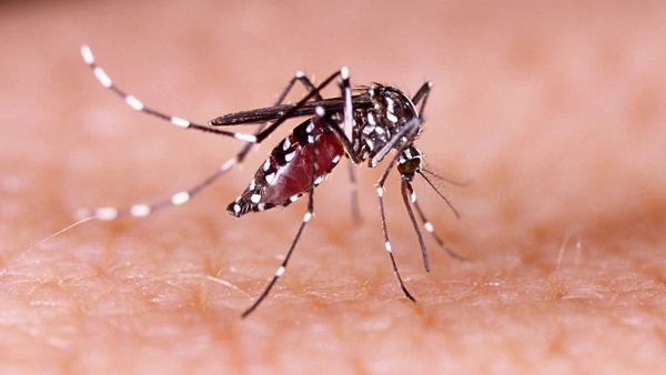 Dengue en la ciudad: denuncian nuevos casos y apuntan contra Larreta