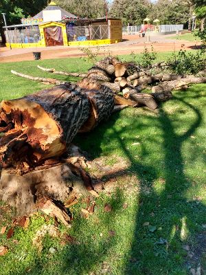 Talan árboles de altísimo valor patrimonial en el Parque Avellaneda