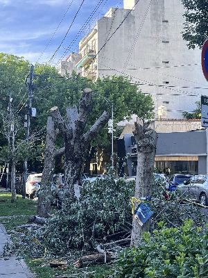 Linea Oeste Basta de Mutilar Nuestros Árboles le dice No a la poda 